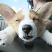 彼堓-卟憂傷 头像