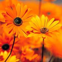 且听风行2010 头像