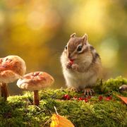 聪明的石头62500 头像