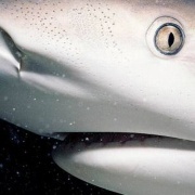 没牙的鲨鱼 头像