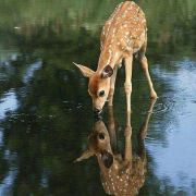 小王子和星星上的花 头像