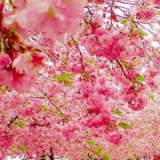 泛起微风--Weifeng 头像