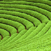 庆幸今生尚余年 头像