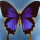 雨蝶 头像