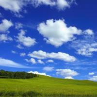 兔子爱吃菜 头像