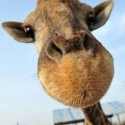 失控-的胖子 头像