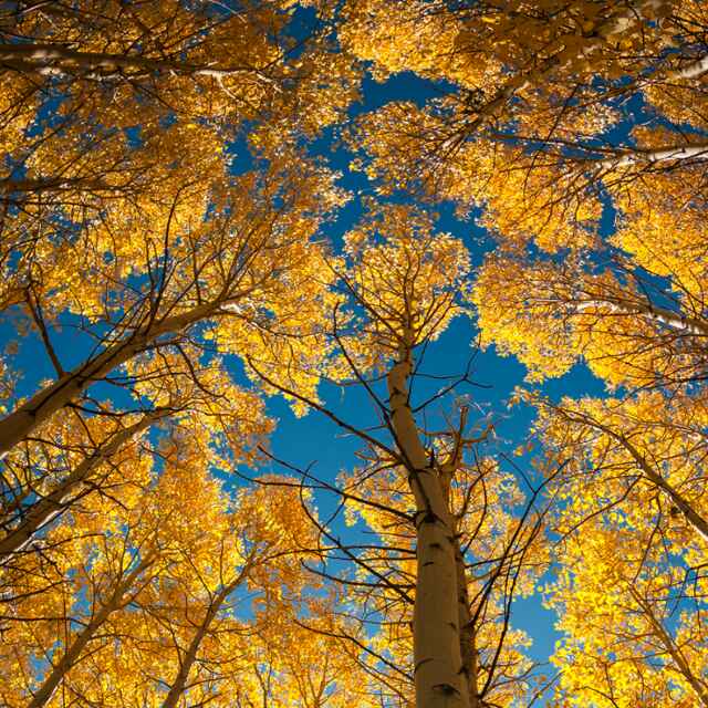 回首青梅嗅 头像