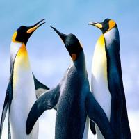 三只企鹅 头像