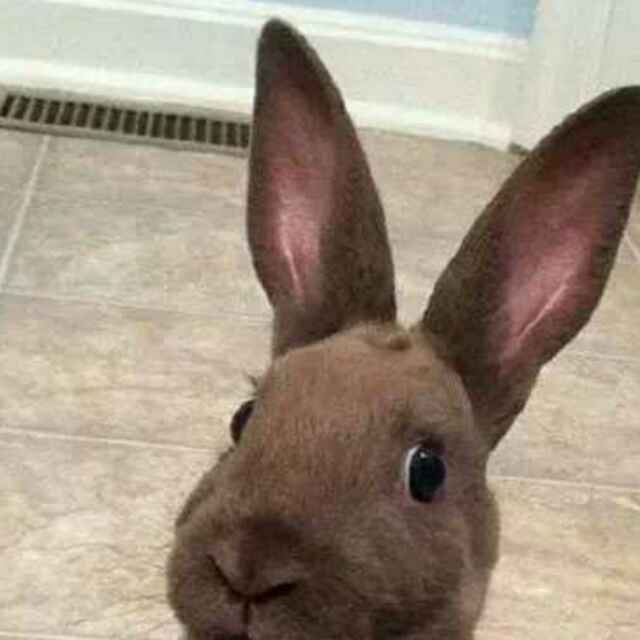 哈利波特  头像