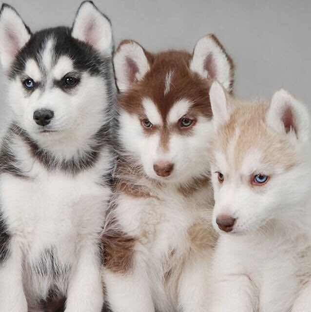 houhou houhou 头像