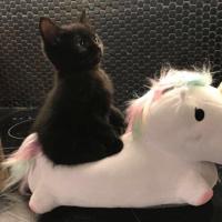 大大大大大大怪兽 头像