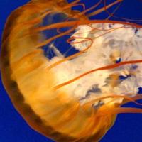 黑山老妖爱玉米 头像