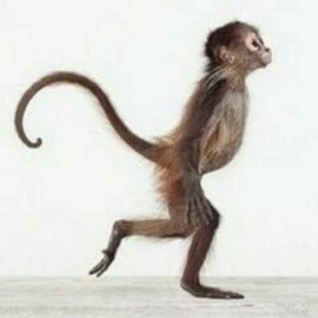 一只有趣的猴儿 头像