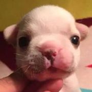 张志玲欧霓 头像