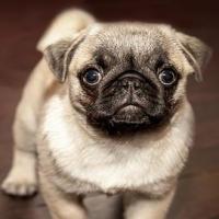 Fiona Diamond 头像