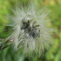 幸福一家子 头像