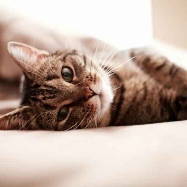 枯叶╯未落尽 头像