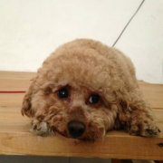 痘痘饼呼叫肉肉星 头像