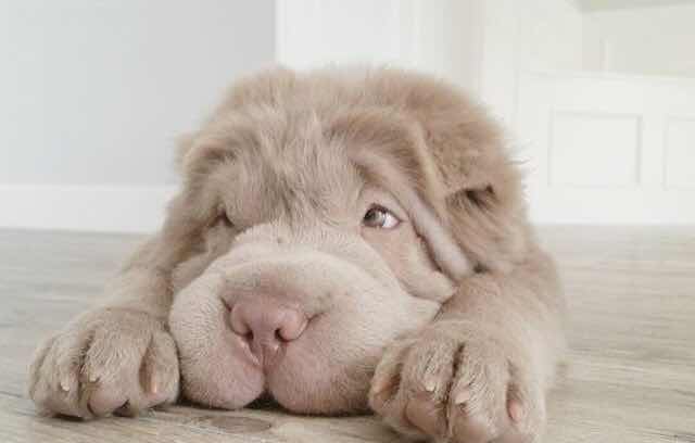 Vicky VeeR VR 头像