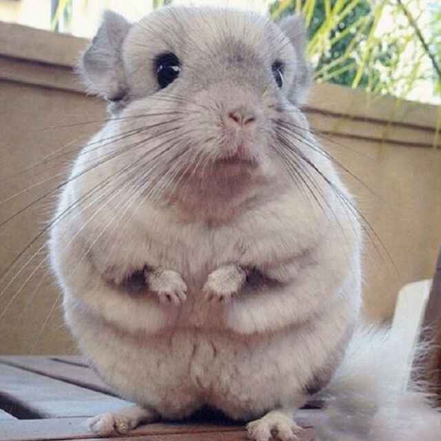 小白  capricorn。 头像