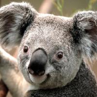 星空下的青 头像