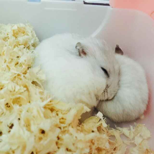 杨杨杨泽红 头像