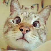 Alectricbiubiubiu 头像