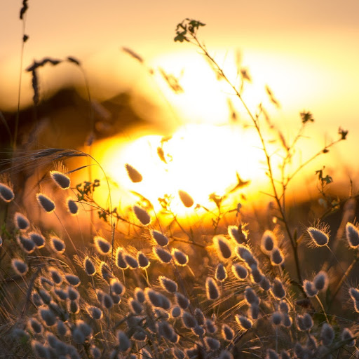 Yunzhan Aishuren 头像