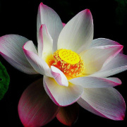 Chris多学习 头像