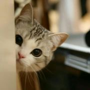 汐岸灬2020 头像