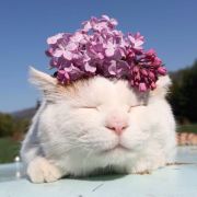 欧阳喵喵喵 头像