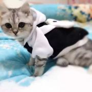 喜欢吃鱼的蒋小姐 头像