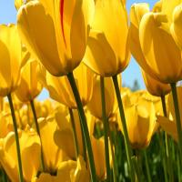 王柯骅律师 头像