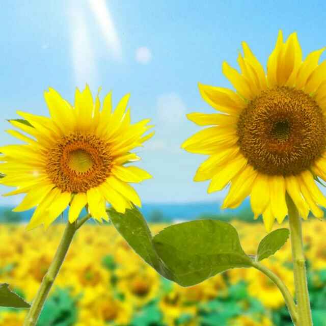 太阳是个小姑娘 头像