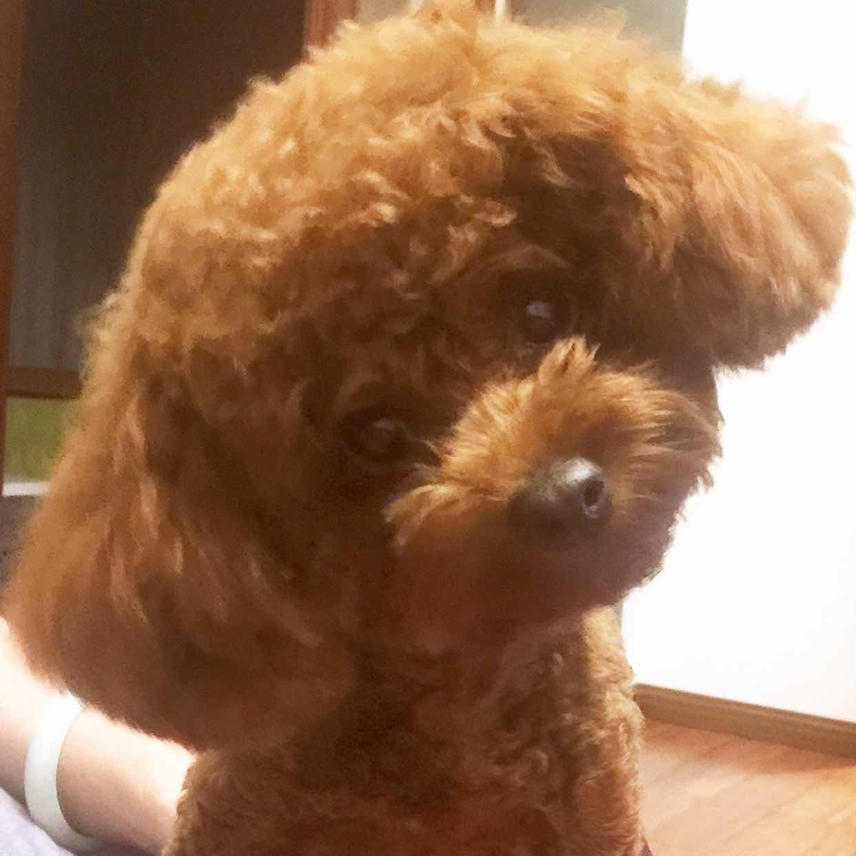 Vivi1207 头像