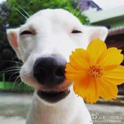 如花花花花RH 头像