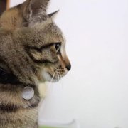 大喵王Syuu 头像