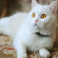 毕业论文写完了么就想玩 头像