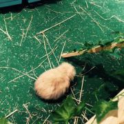 果子小蓝纸 头像