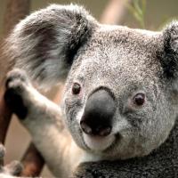 大王炸碉堡 头像