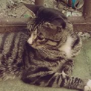 跳跃的小Simba 头像