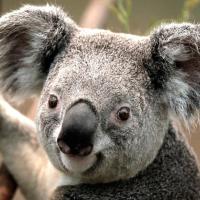 hushanshan1992 头像