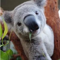 种太阳动物园园长 头像