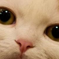 卷心菜和五花肉 头像