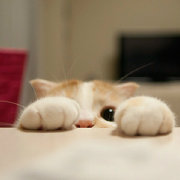 冰镇无籽瓜 头像