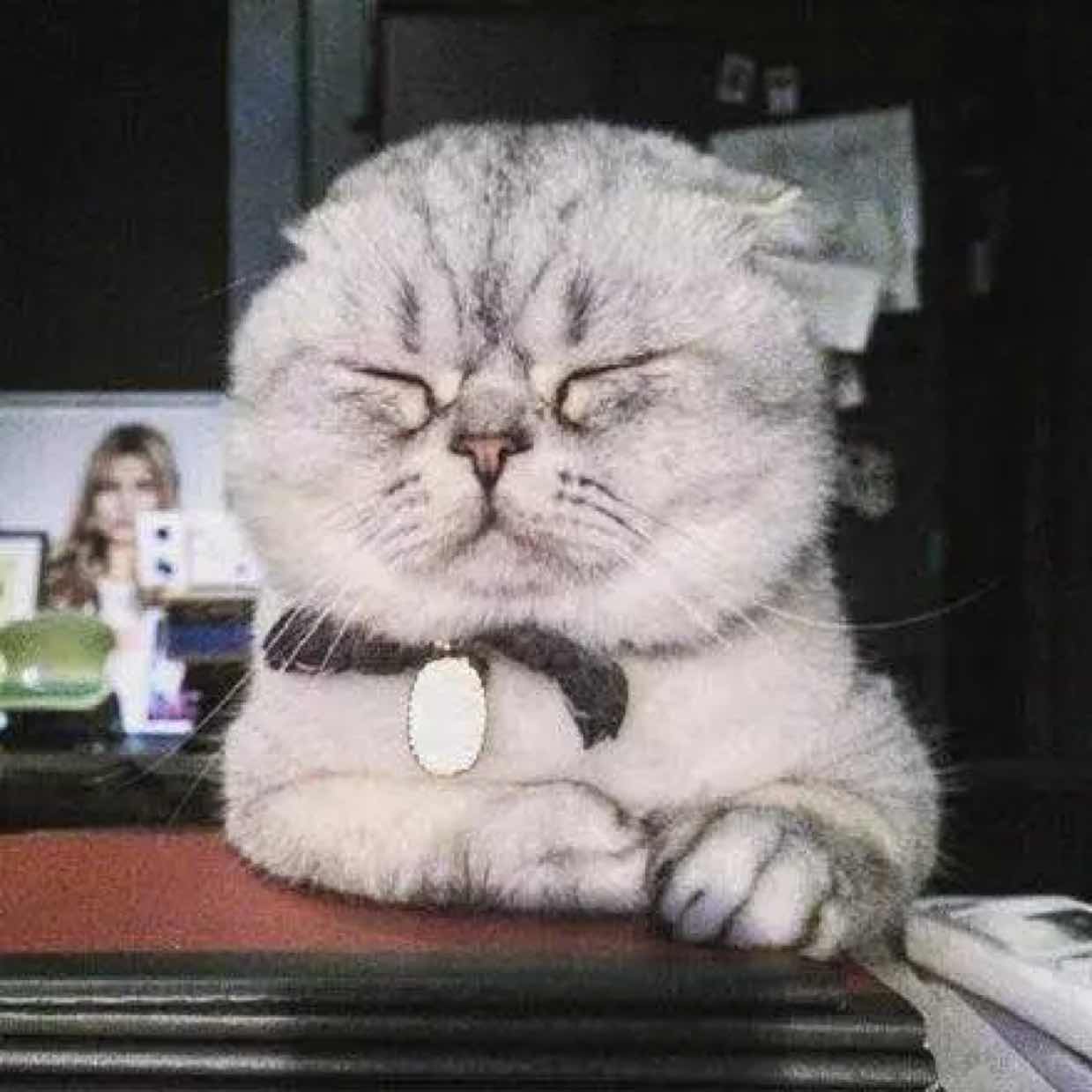      🐈櫻見喵之助™🎏 头像