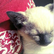 嘲笑改名ing 头像