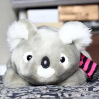 发呆的考拉 头像