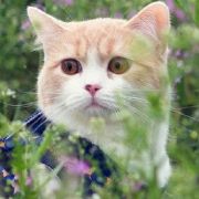 小小虾的数字世界 头像