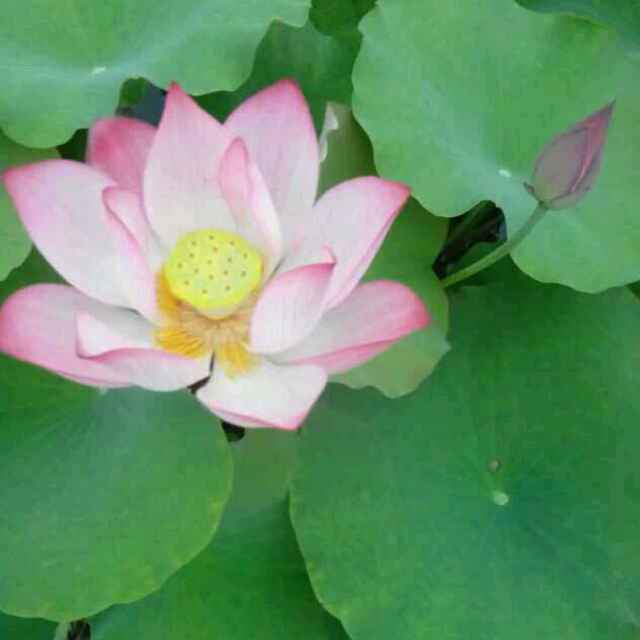 1074193720Amily 头像